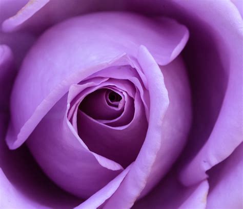 Purple Rose Meaning: A Guide to Its Romantic Essence – Eternity Flower®