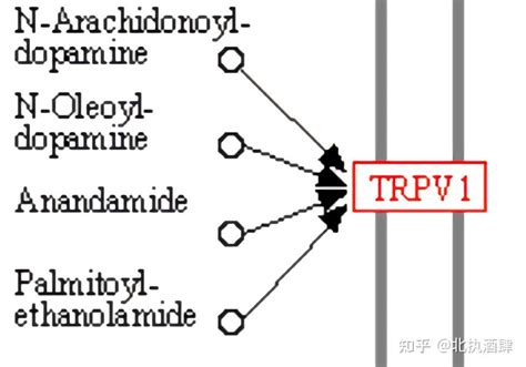Trpv1structure Illustration 的图像结果