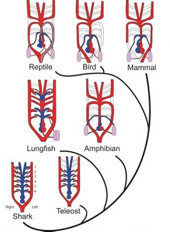Circulatory System - Zoology Optional Notes for UPSC PDF Download