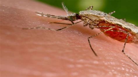 Tripura: Amidst Covid, state recorded 30 cases of Malaria, Diarrhea in ...