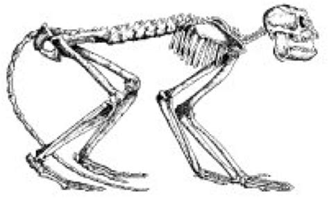 Image result for Mesopithecus vs