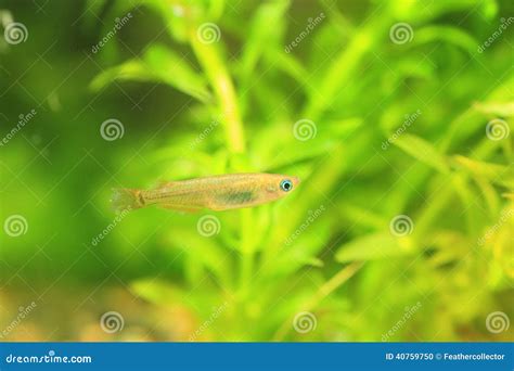Rice And Fish Royalty-Free Stock Photo | CartoonDealer.com #84148185