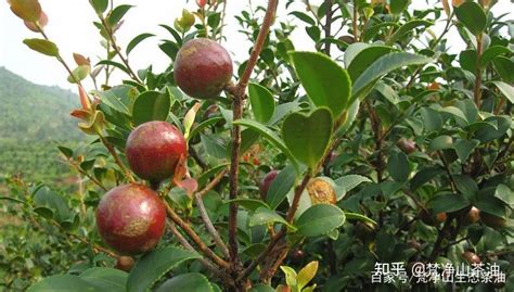 贵州山茶：《认识油茶》油茶栽培历史可追溯到2000年前 - 知乎