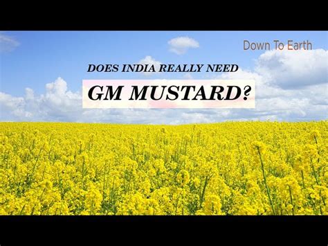 Does India really need GM Mustard?