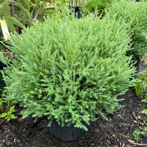 Mr. Bowling Ball® Arborvitae | Thuja occidentalis – Mandy Spring Farm ...
