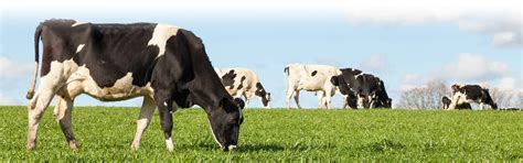 Animal Health Breeding