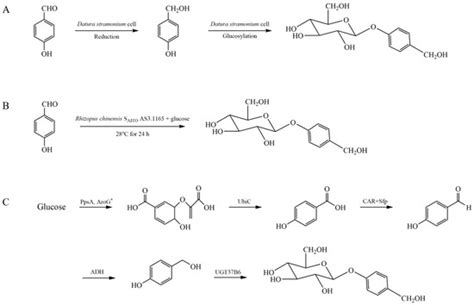 Gastrodin, a Promising Natural Small Molecule for the Treatment of ...