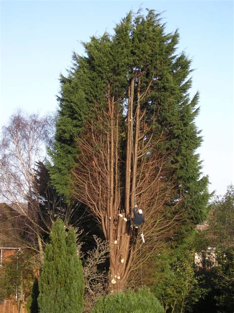 Image result for Felling of World Famous Tree