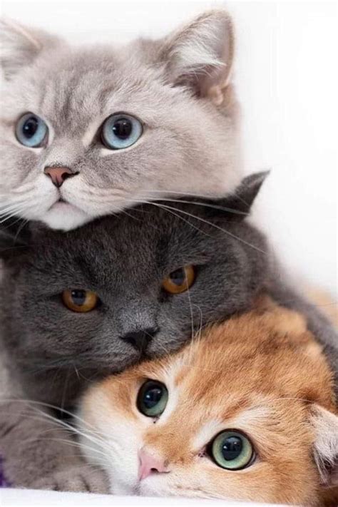 Cat Lover on Twitter: "3 friends😍
#CatsOfTwitter 
#Butter9thNo1OnHot100 #Tyler #Toby #BueyuekOyunSahnede #OEzuerDileBoecek #Namjoon #5Gsfor5G… https://t.co/6FK2wFwOXp"