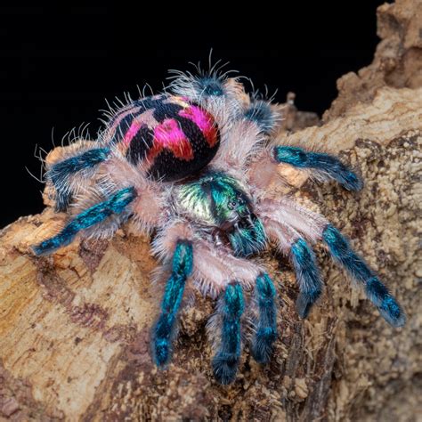 Typhochlaena seladonia — The Tarantula Collective