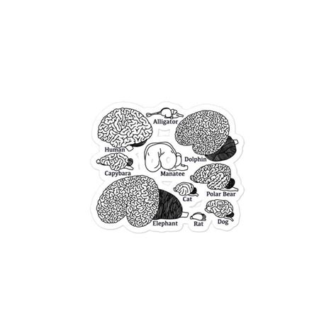 Buy Types of Brains Kiss Cut Sticker, Neuroscience, Neurology Gifts ...