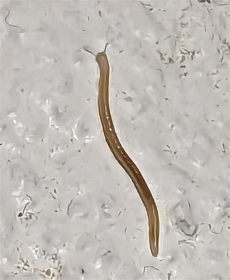 What is this little worm with antennae? About a centimetre long, on my ...