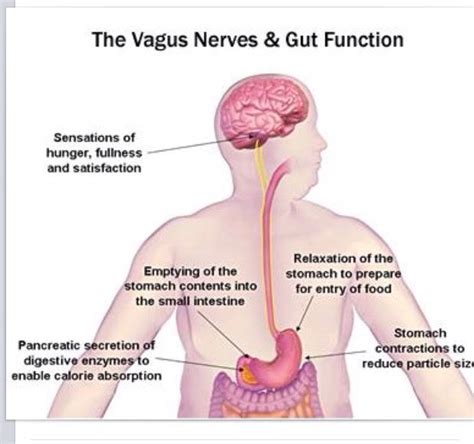 Image result for Vagus Nerve Function
