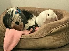 Image result for Blue Eyed White Holland Lop
