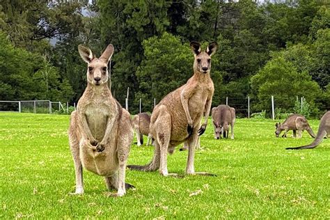 Sydney Wild Wombats and Kangaroos Day Trip - Hellotickets
