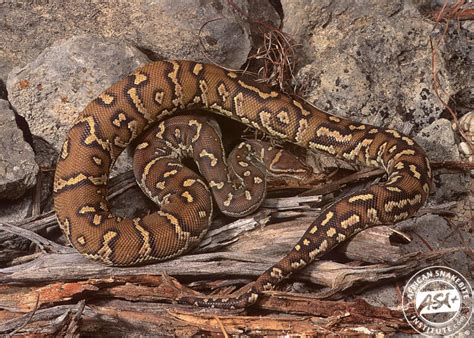 Image result for Python Anchieta E