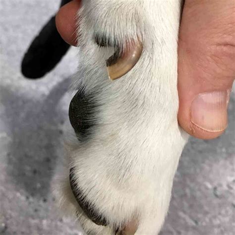 How To Clip A Dog S Dew Claw at Noah Duell blog