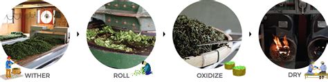 Image result for Tea Processing Steps