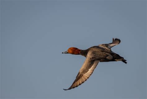 Redhead Duck | FWS.gov