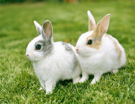 兔子怎么养 最全讲解新手必备的养兔知识-兴趣经验本