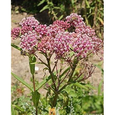 ZellajakeFarmandGarden Swamp Milkweed Seeds - Also Known as Rose Milk ...