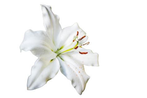 Foxy.in : Buy Innisfree My Perfumed Body Water Lily Cleanser (330ml ...