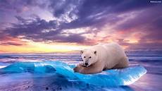 polar backgrounds polar wallpapers hd backgrounds images pics photos polar backgrounds polar wallpapers hd backgrounds images pics photos