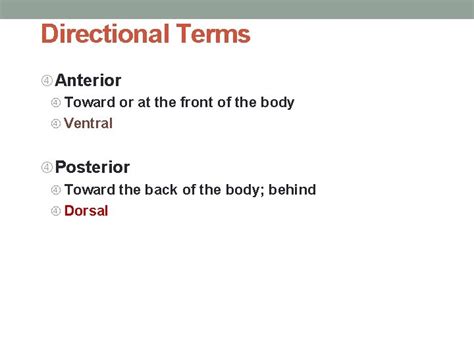 Image result for Contralateral Anatomical Position