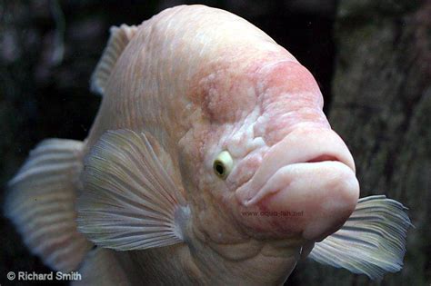 Gourami - JungleKey.in Image