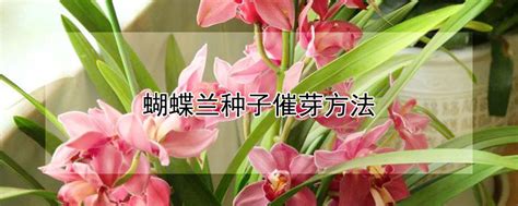 蝴蝶兰种子催芽方法 —【发财农业网】