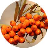 Sea Buckthorn Oil | Origins Nutra