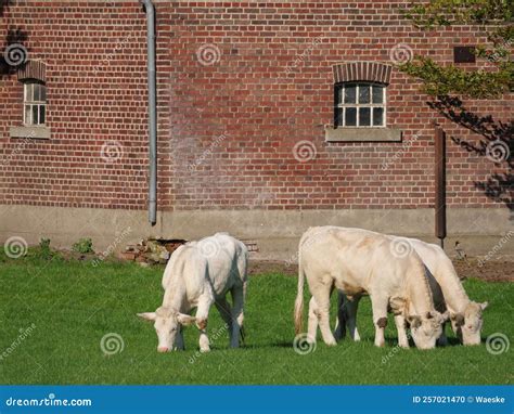 White cows in westphalia stock photo. Image of meadow - 257021470