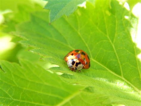 Image result for Microsoft Ladybug Background