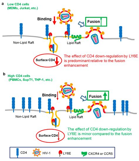 Emerging Role of LY6E in Virus–Host Interactions