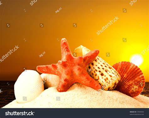 Image result for Sunset Beach Sea Shells