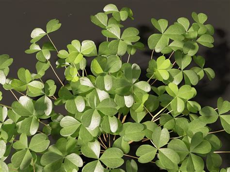 3D Model Oxalis Corniculata - Creeping Woodsorrel - TurboSquid 2126632