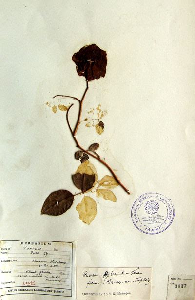 rosa_hybrid
