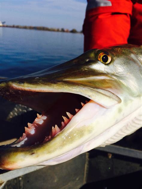 Northern Pike Teeth
