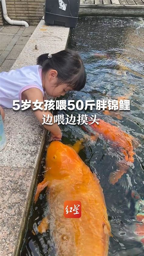 5岁女孩池边喂50斤胖锦鲤小月饼：锦鲤天然更亲近小朋友