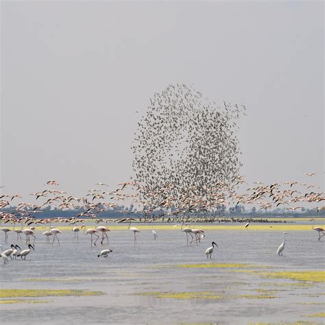 PULICAT BOATING - ROY PULICAT LAKE BOATING - All You Need to Know ...