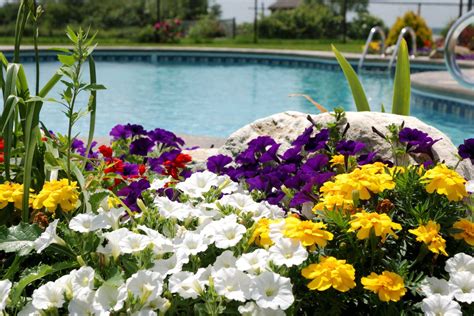 Image result for How to Open Pool in Spring