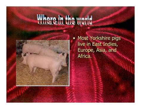 5 L Yorkshire Pigs. | PDF