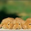 Image result for Lilac Mini Lop