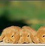 Image result for French Lop Colors