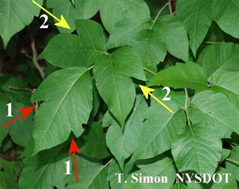 Poison Ivy Photos « lafazy86