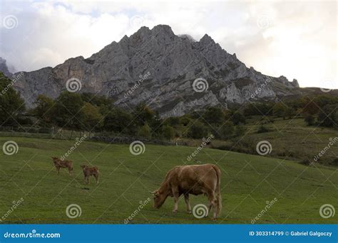 Free Range Cattle on Autumn Meadow in Spanish Countryside Stock Image ...