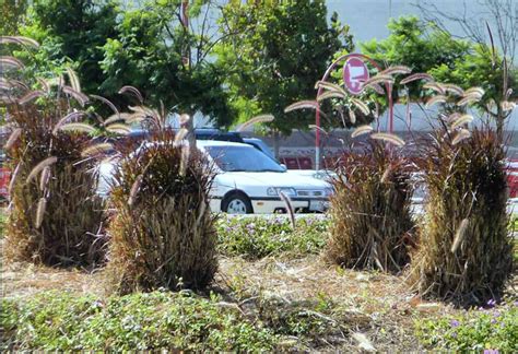 How To Prune Ornamental Grasses Uk at Harrison Trethowan blog
