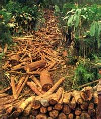 Chopping down the future