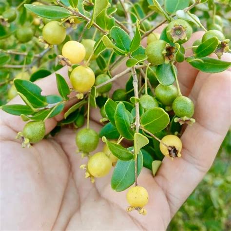 Guava Live Plant | Guava Plants for Sale – veliyathgardens