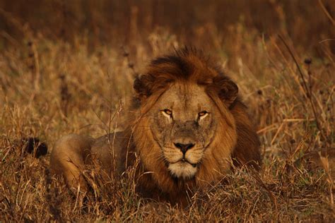 The African Lion: King of the Savanna - Physical Characteristics - Magic Games Network